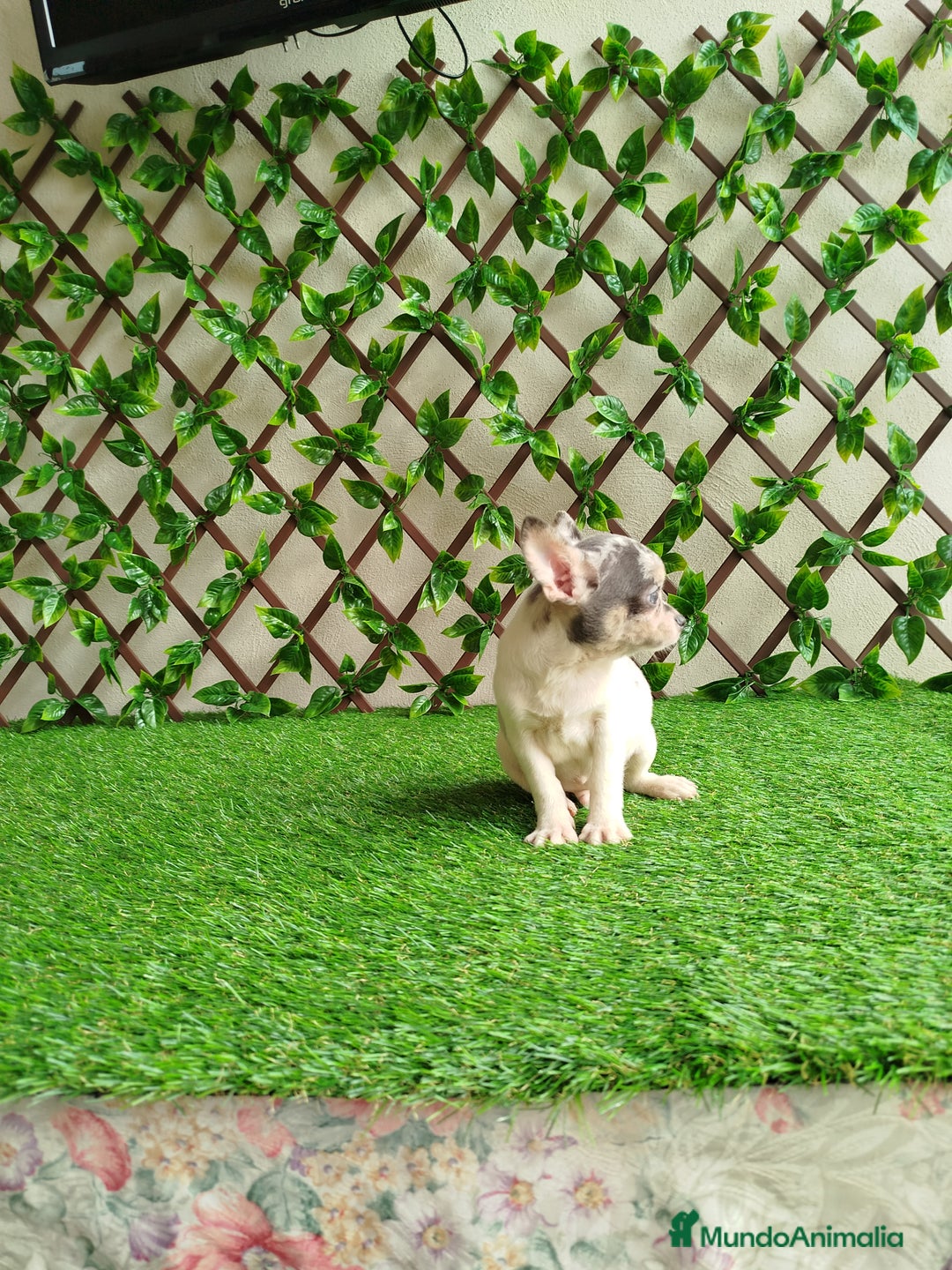 Chihuahua perros en venta: Chihuahua Toy merle - Anuncio 7