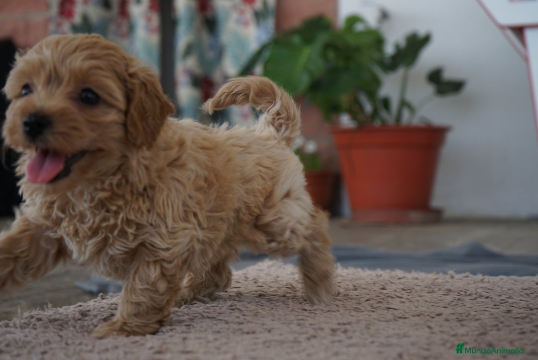 Maltipoo perros en venta: 🐾 LAMBO & SANI, Maltipoo ✨ - Imagen 5
