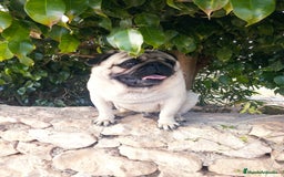 Carlino - Pug perros en venta: Carlino macho - Imagen 9