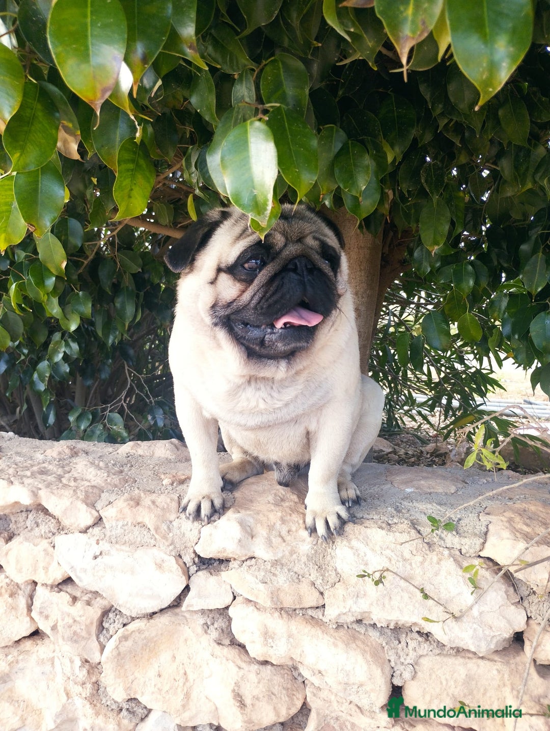 Carlino - Pug perros en venta: Carlino macho - Imagen 9
