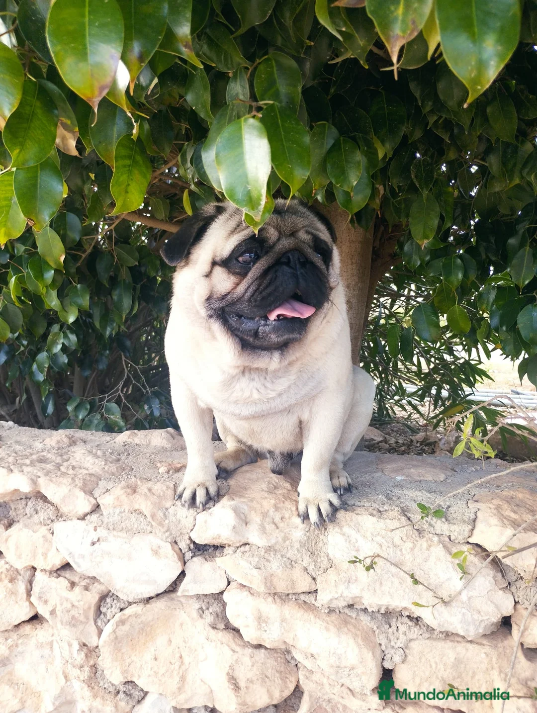 Carlino - Pug perros en venta: Carlino macho - Anuncio 9