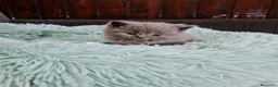 Británico de Pelo Corto Azul gatos en venta: Brithis - Anuncio 12