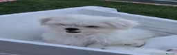 Bichón Maltés perros en venta: Bichon maltés coreana  - Anuncio 3