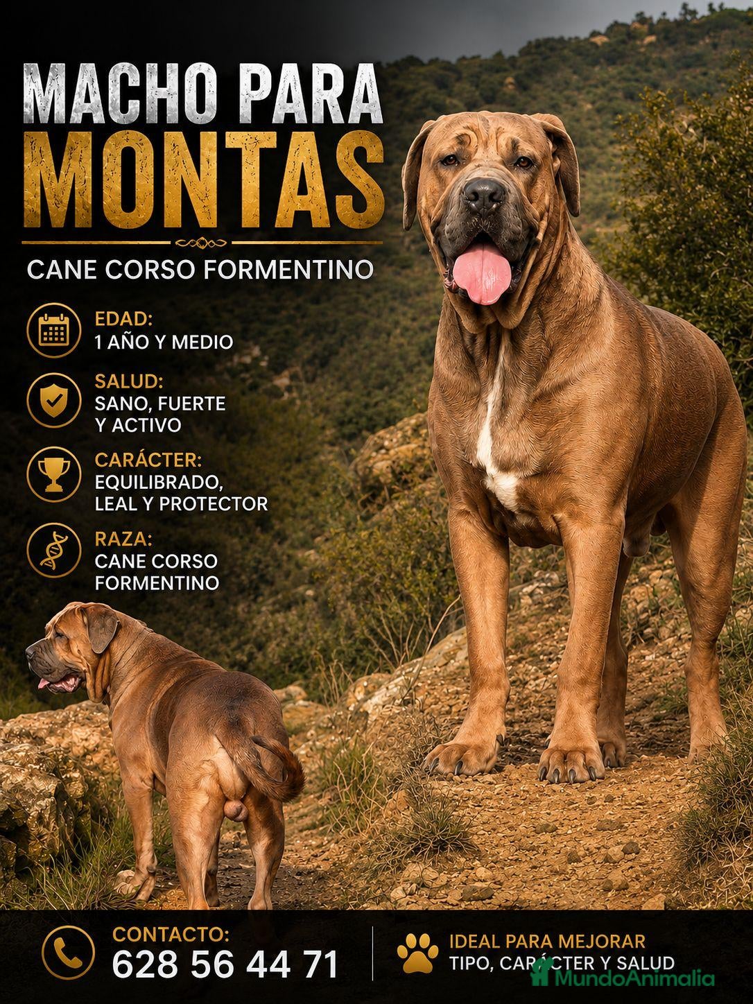 Cane Corso perros Cane corso Para Montas - Anuncio 1