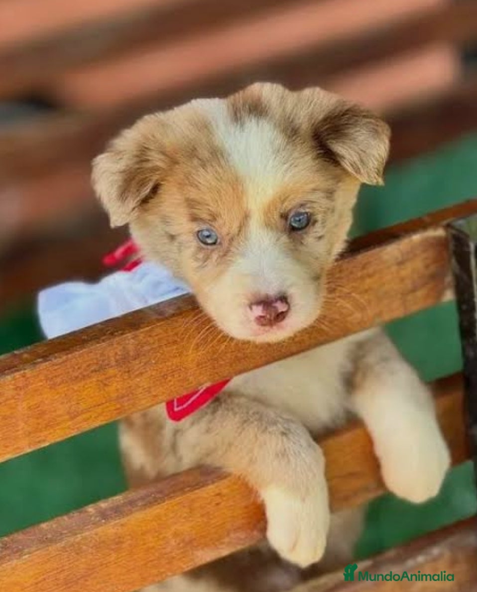 Border Collie perros Border collie en Ciudad Real - Anuncio 11