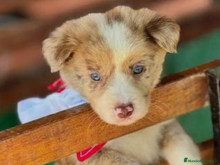 Border Collie perros Border collie en Ciudad Real - Anuncio 4
