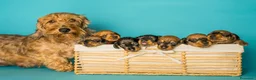 Teckel perros en venta: Camada de Teckel Pelo Duro - Anuncio 1