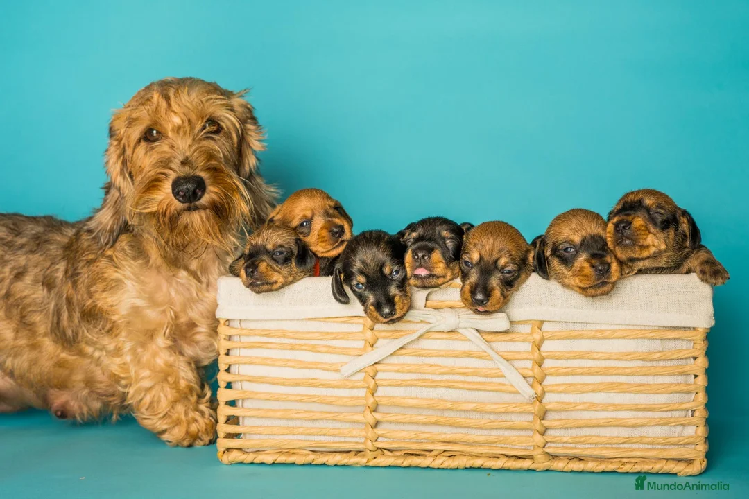 Teckel perros en venta: Camada de Teckel Pelo Duro - Anuncio 1