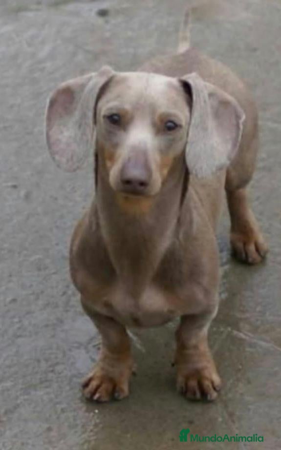 Teckel Miniatura perros Preciosos teckel  - Anuncio 1