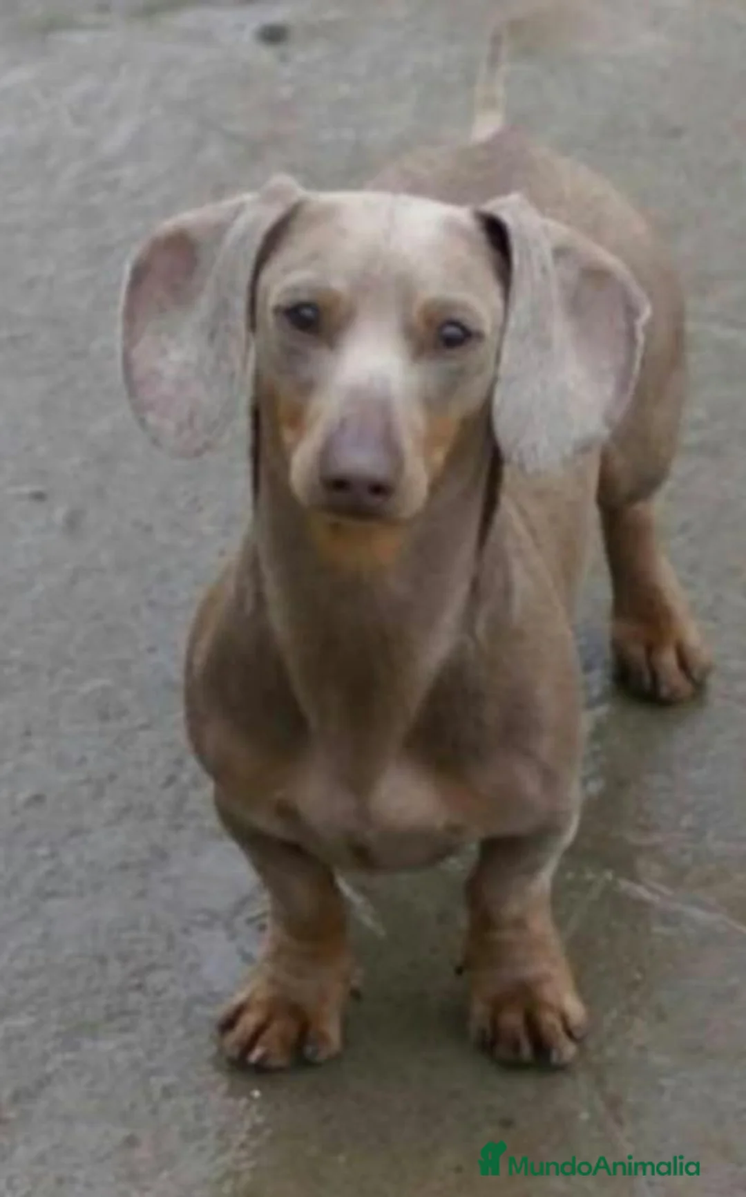 Teckel Miniatura perros en venta: Preciosos teckel  - Anuncio 1