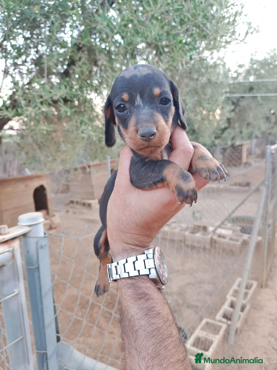 Teckel Miniatura perros en venta: Teckel miniatura  - Anuncio 12