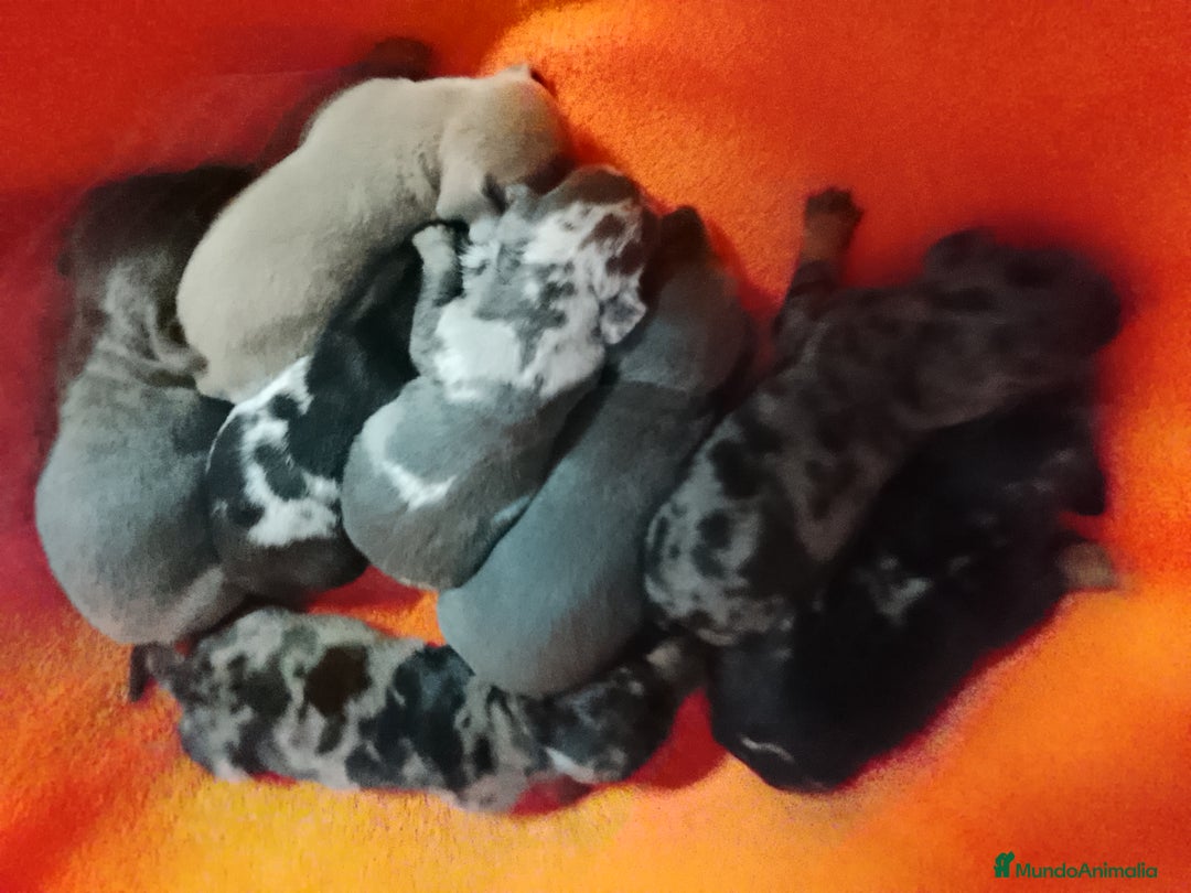 Teckel Miniatura perros en venta: Teckel miniatura  - Imagen 8