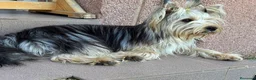 Yorkshire Terrier perros en venta: Preciosa Hembra Yorkshire  - Anuncio 2