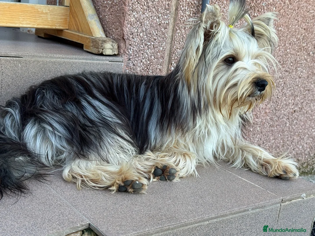Yorkshire Terrier perros en venta: Preciosa Hembra Yorkshire  - Anuncio 2