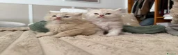 Persa gatos en venta: Gatos persas - Anuncio 1