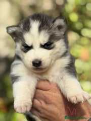 Husky Siberiano Cachorro 8