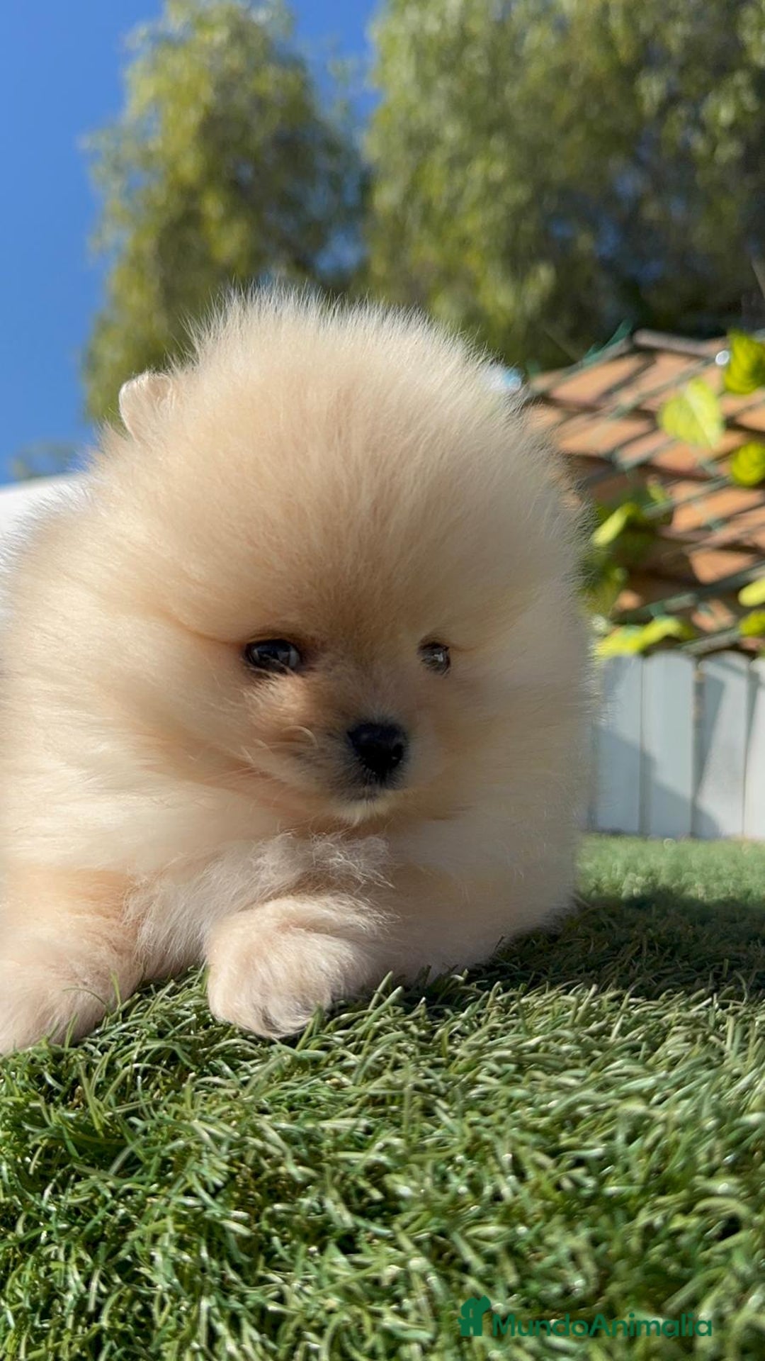 Pomerania perros en venta: POMERANIA CARITA DE OSITO - Anuncio 6