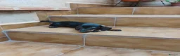 Teckel Miniatura perros en venta: Cachorra teckel pelo corto  - Anuncio 5