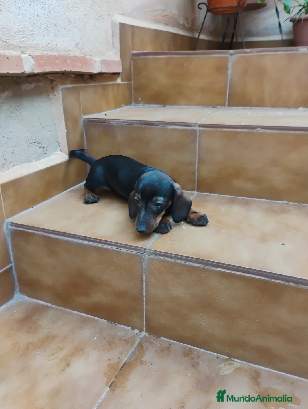 Teckel Miniatura perros en venta: Cachorra teckel pelo corto  - Anuncio 5