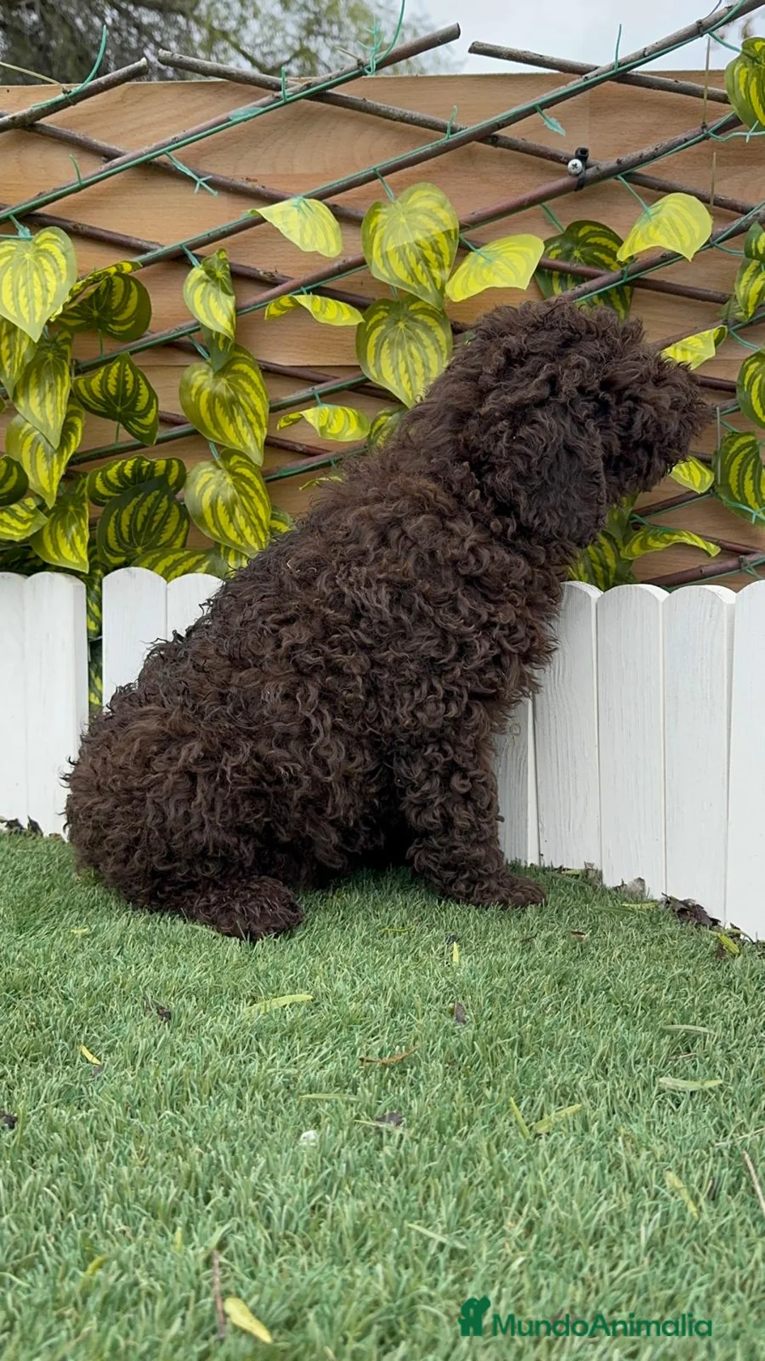 Perro de Agua Español perros en venta: PERRO DE AGUA MACHO - Anuncio 6