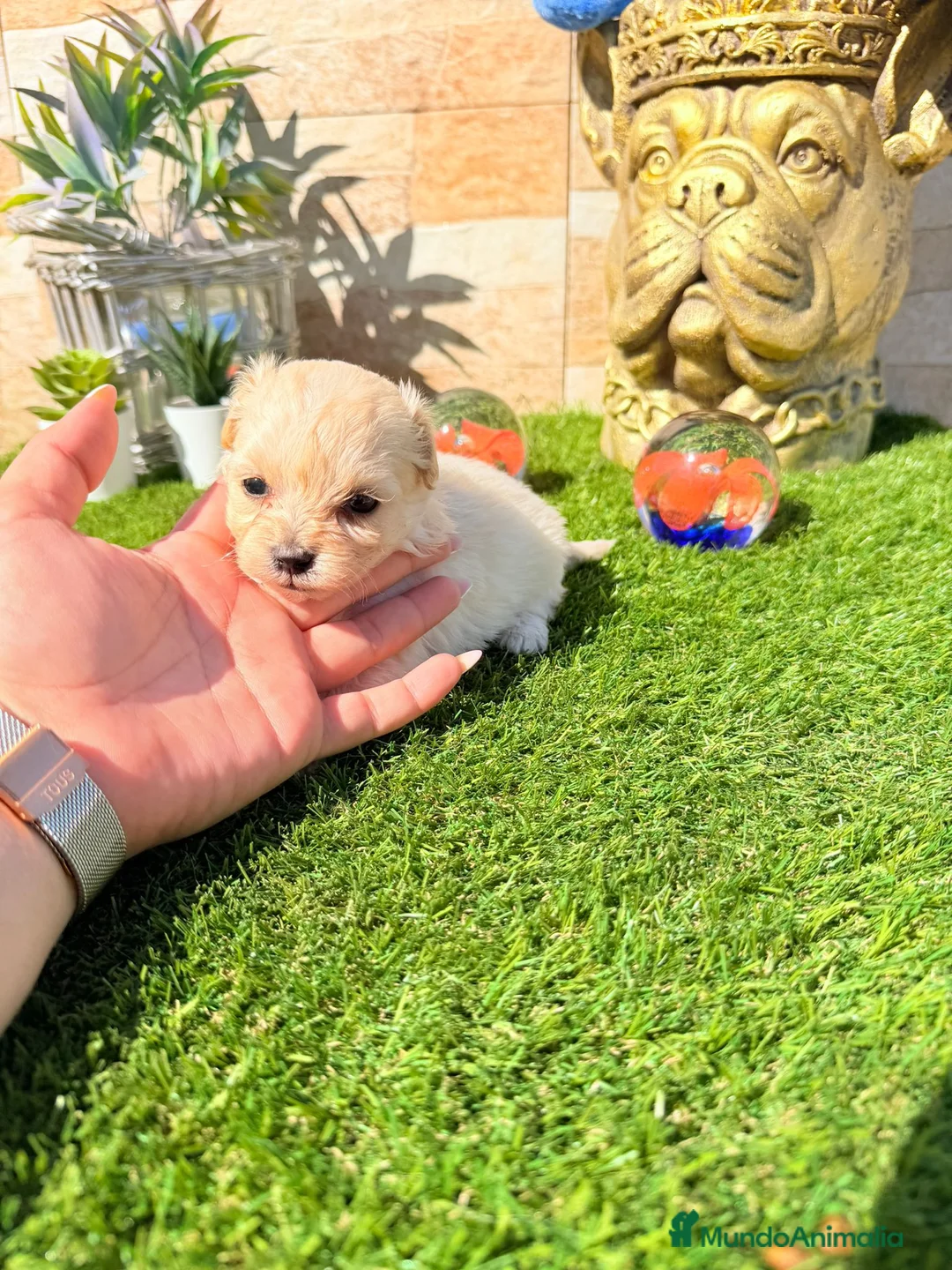Maltipoo perros en venta: Maltipoo - Anuncio 8