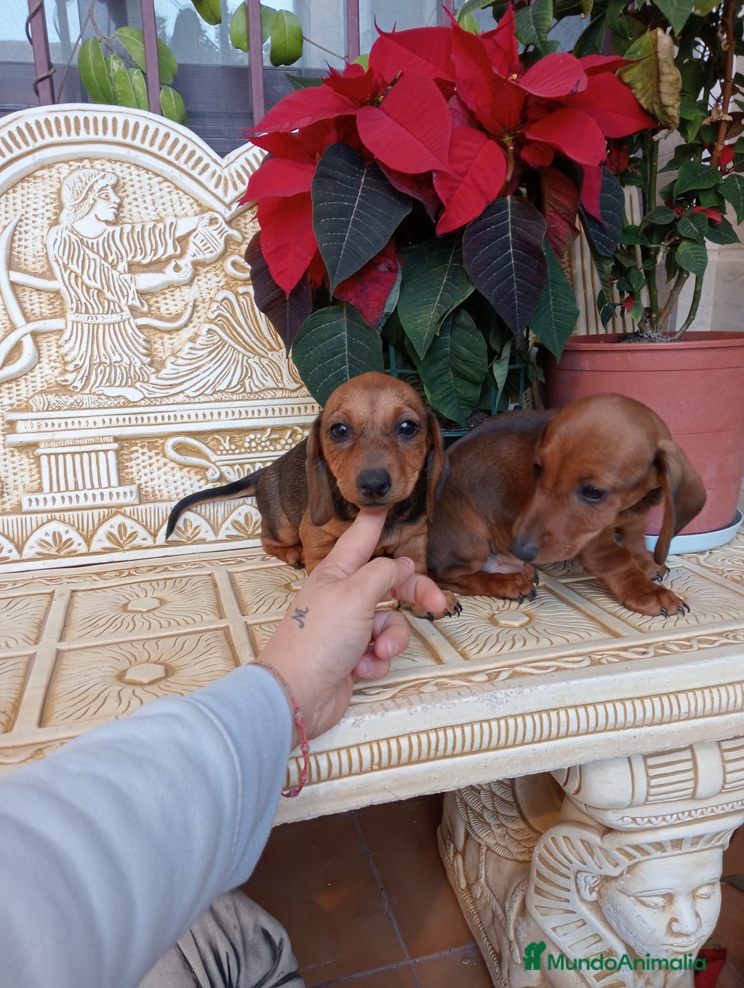 Teckel perros en venta: Última Hembra de teckel  en Murcia - Imagen 3