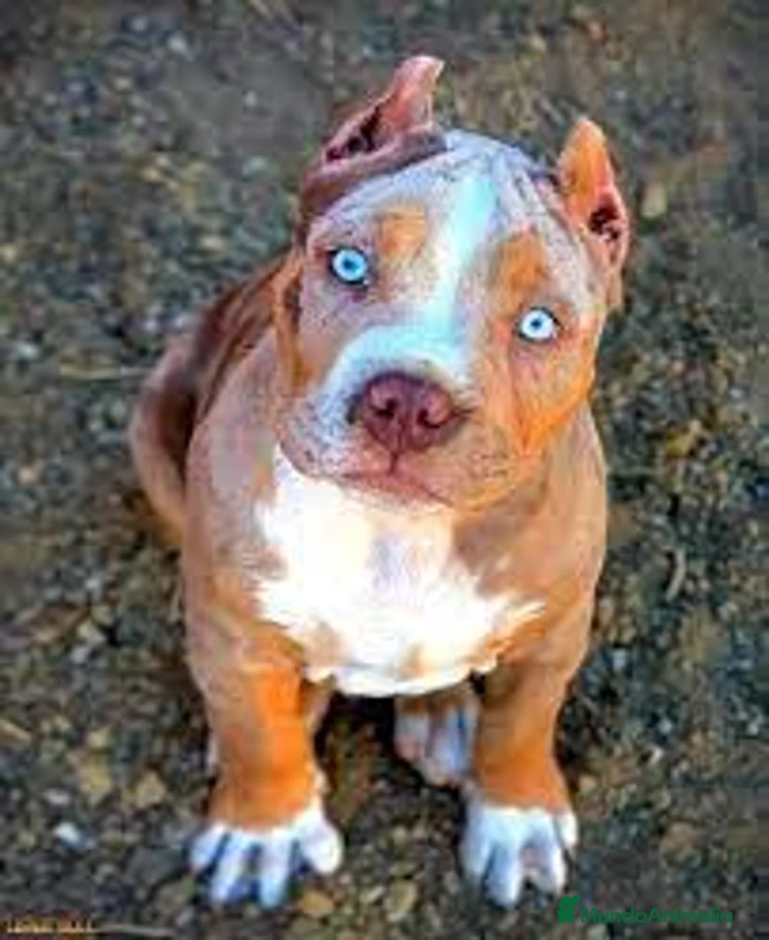 American Pit Bull Terrier perros en venta: AMERICAN PITBULL BLUE , MERLE , TRICOLOR !! en Sevilla - Anuncio 3