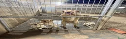Labrador Retriever perros en venta: CACHORROS DE LABRADOR  - Anuncio 2