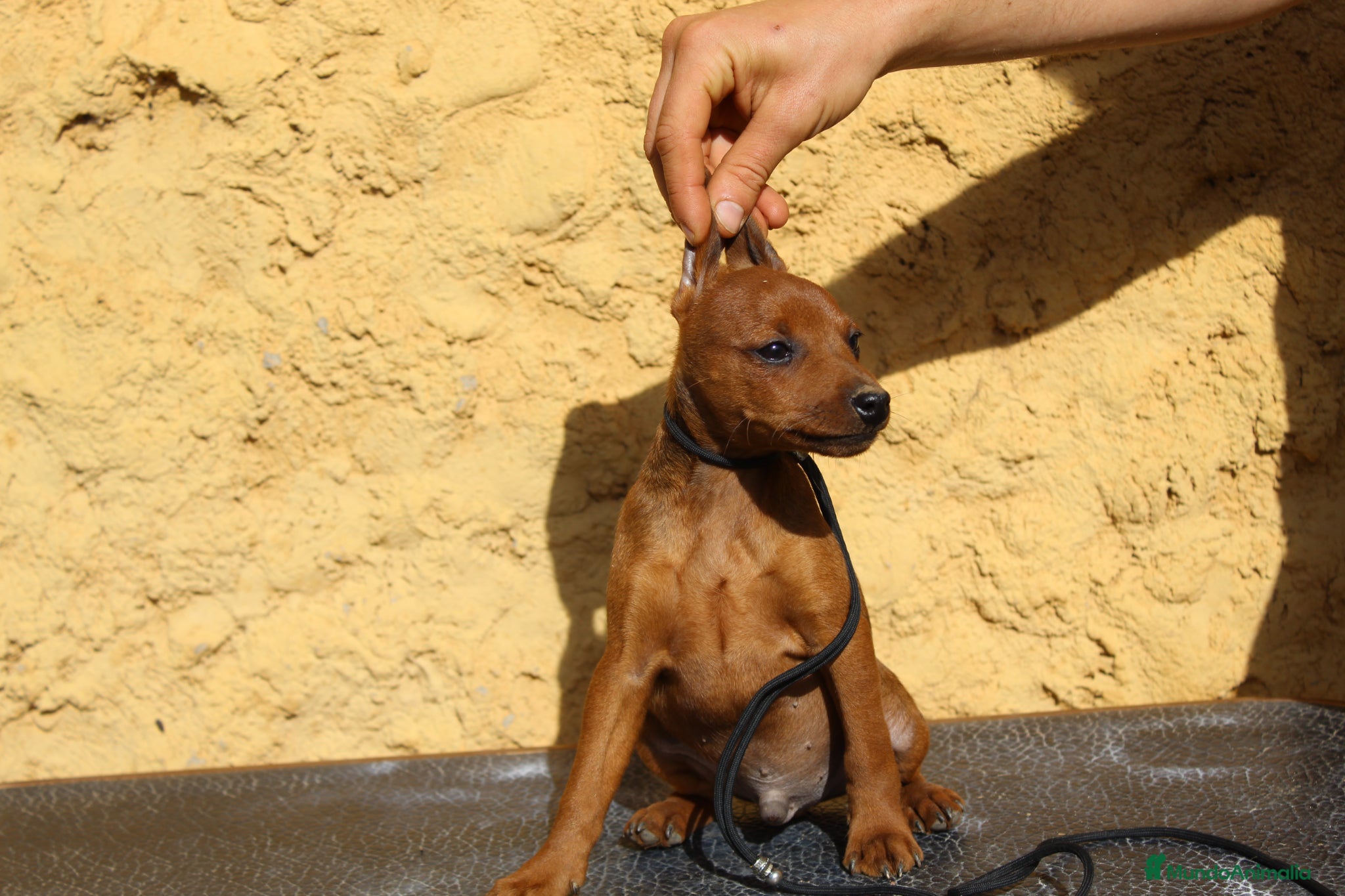 Pinscher Miniatura perros Pinscher miniatura disponibles  - Anuncio 1