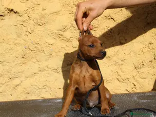 Pinscher Miniatura perros Pinscher miniatura disponibles - Anuncio 1