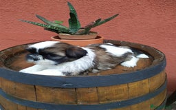 Shih Tzu perros en venta: Shitzu  - Imagen 1