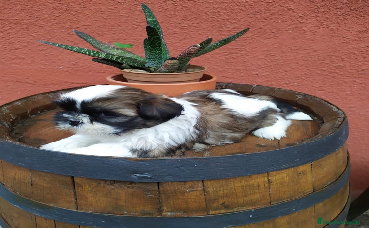 Shih Tzu perros - Anuncio 2