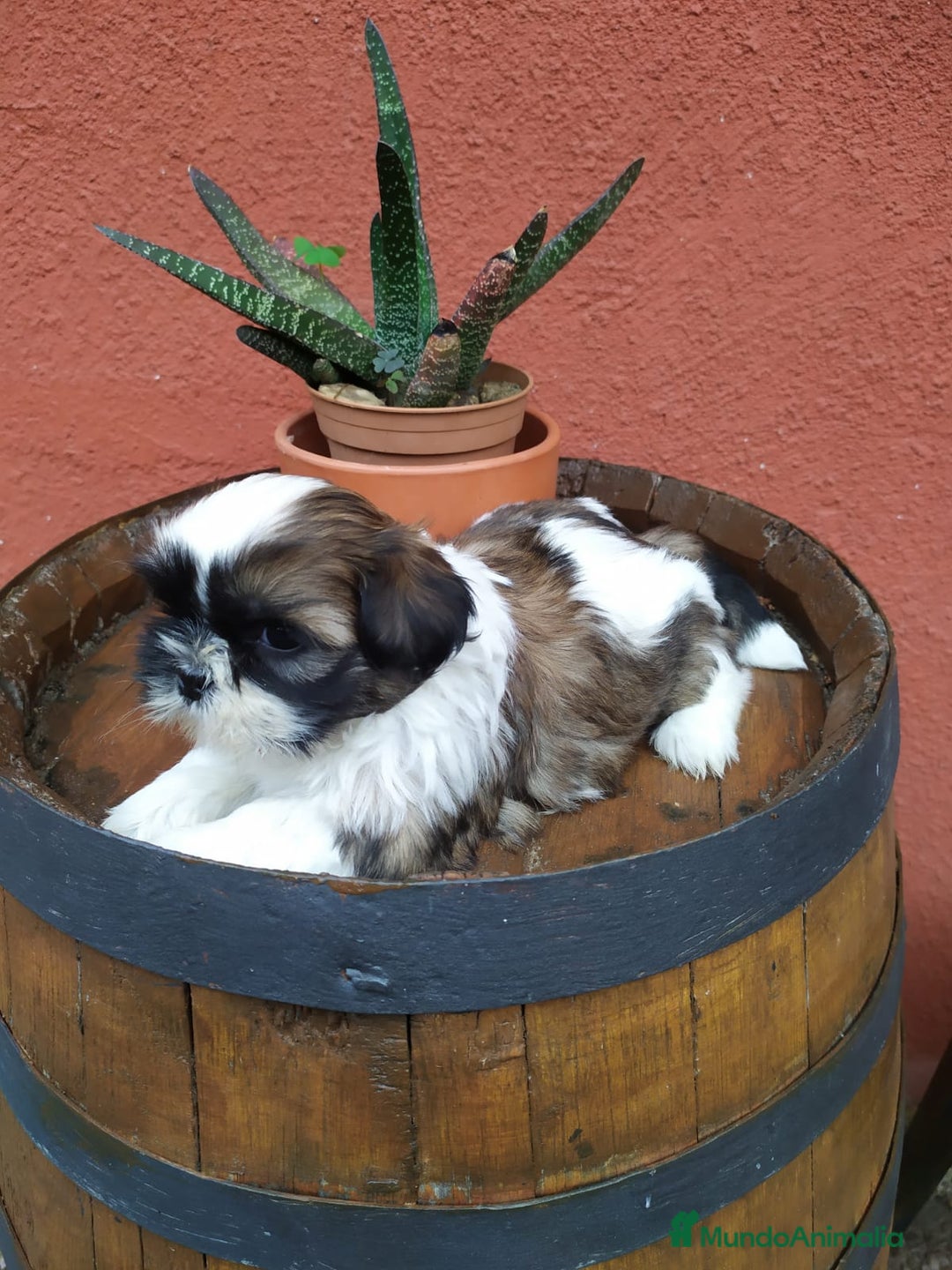 Shih Tzu perros en venta: Shitzu  - Imagen 1
