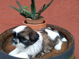 Shih Tzu perros - Anuncio 2