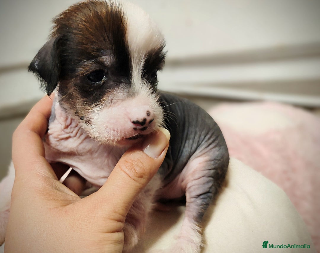 Perro Crestado Chino perros en venta: Crestado chino hairless - Anuncio 6