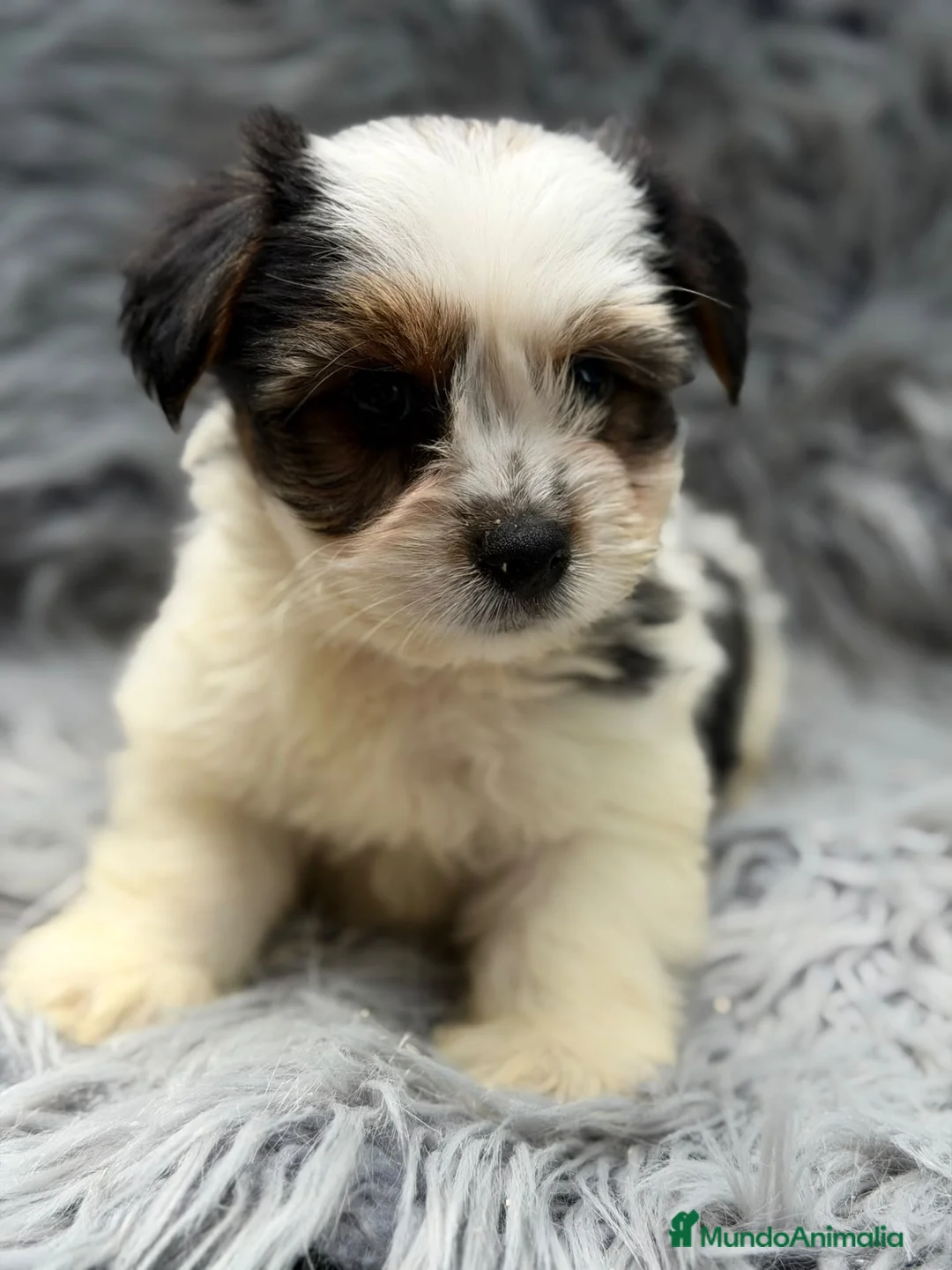 Biewer Yorkshire Terrier a la Pom Pon perros en venta: Biewer Preciosa camada - Anuncio 2
