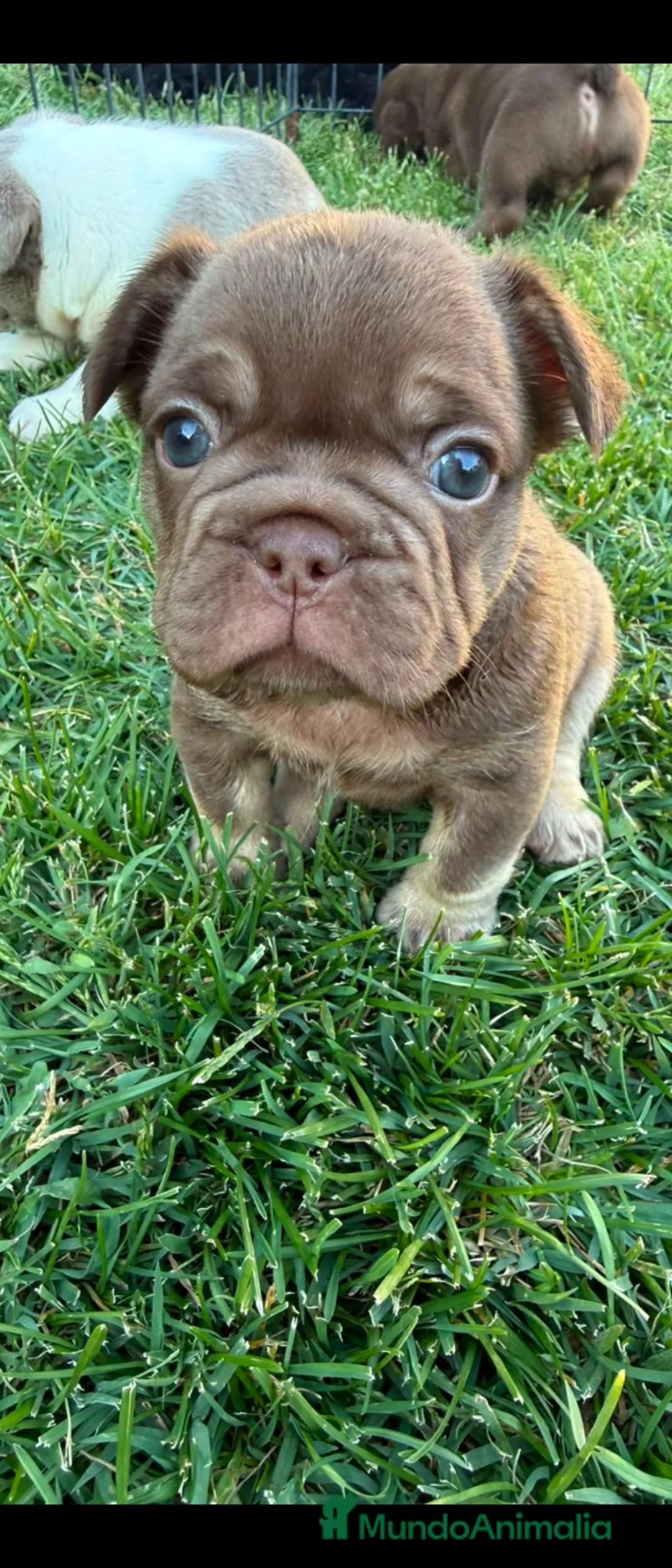 Bulldog Francés perros en venta: Machitos bulldog frances  - Anuncio 2