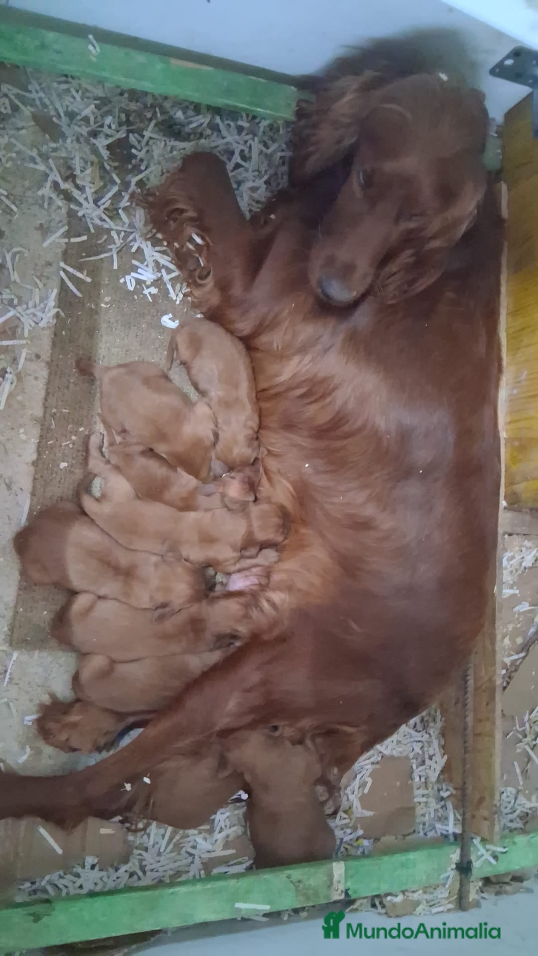 Setter Irlandés Rojo perros Sette irlandés  - Anuncio 1