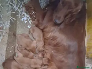 Setter Irlandés Rojo perros Sette irlandés - Anuncio 2