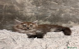 Maine Coon gatos en venta: Maine Coon Black Humo - Imagen 14