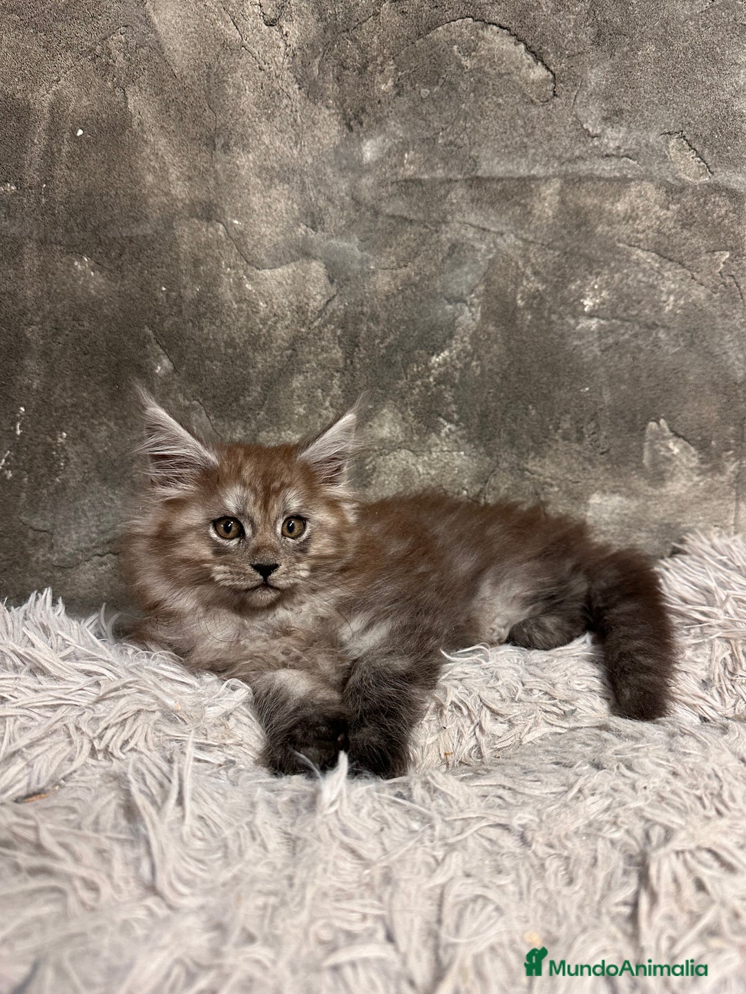 Maine Coon gatos en venta: Maine Coon Black Humo - Imagen 14