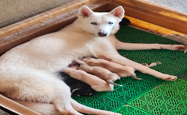 Husky Siberiano perros en Barcelona - Propaganda 1
