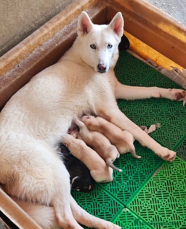 Husky Siberiano perros en Barcelona - Anuncio 3