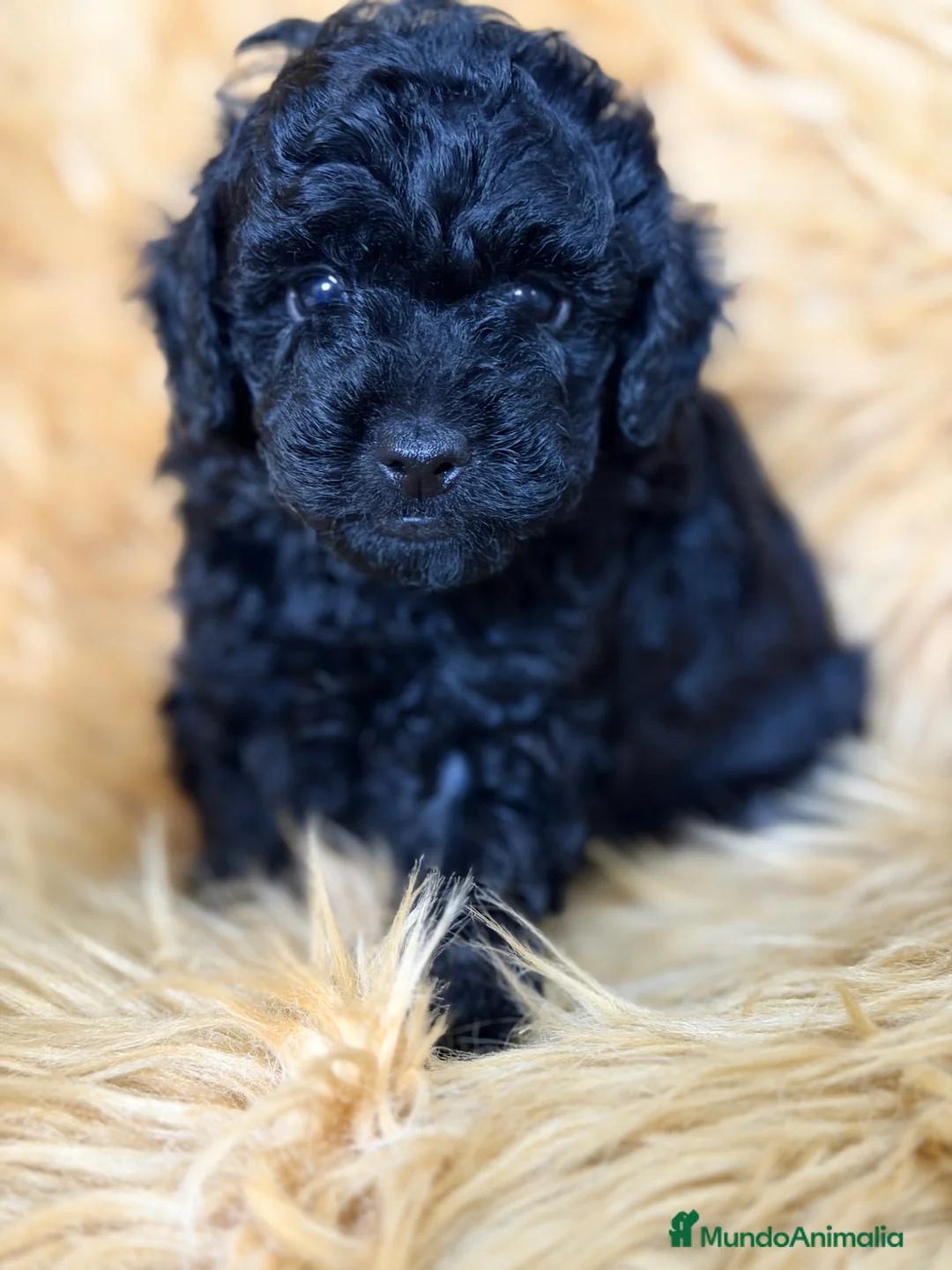 Caniche Toy perros en venta: Caniche negro azabache  - Anuncio 1