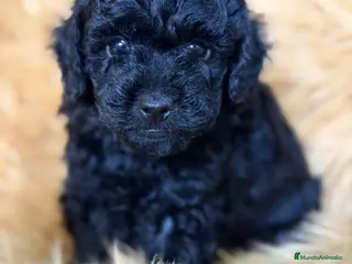 Caniche Toy perros Caniche negro azabache - Anuncio 1
