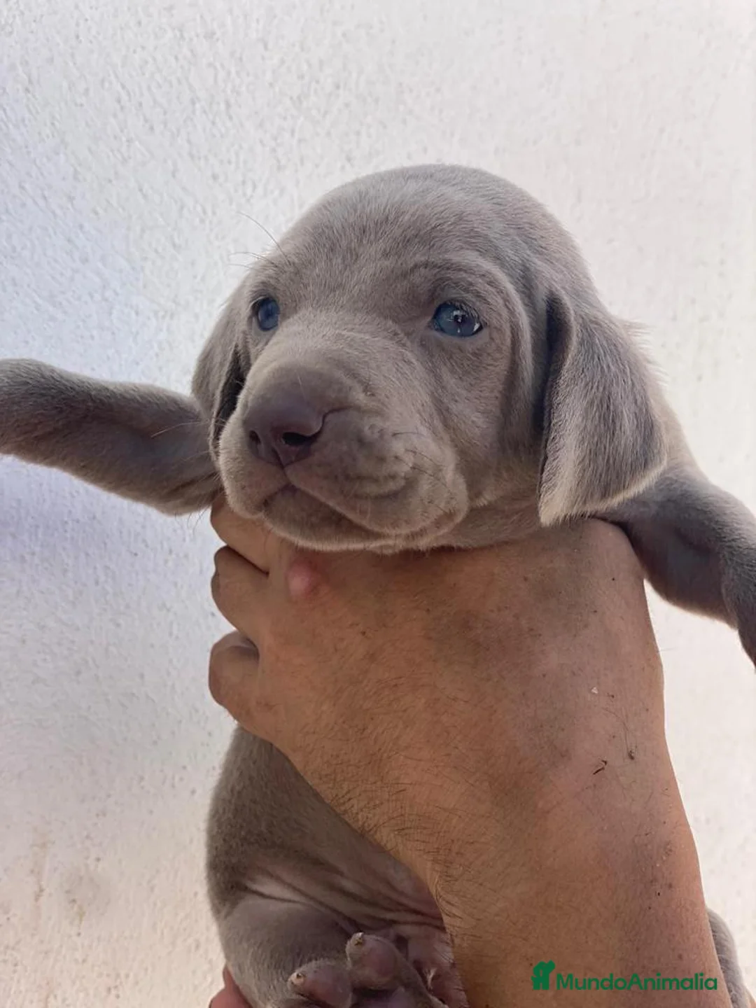 Imagen de galería {{count}}