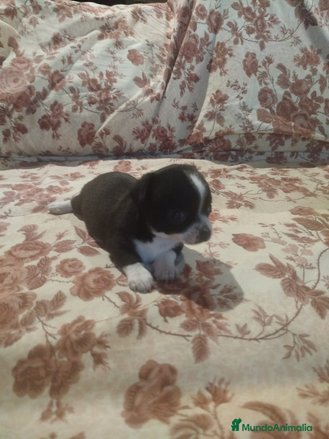 Chihuahua perros en venta: Hembra chihuahua  - Imagen 6