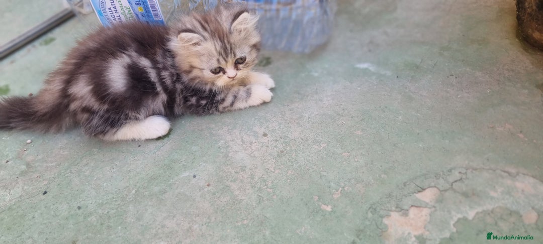 Persa gatos en venta: Gatos Persa - Imagen 4
