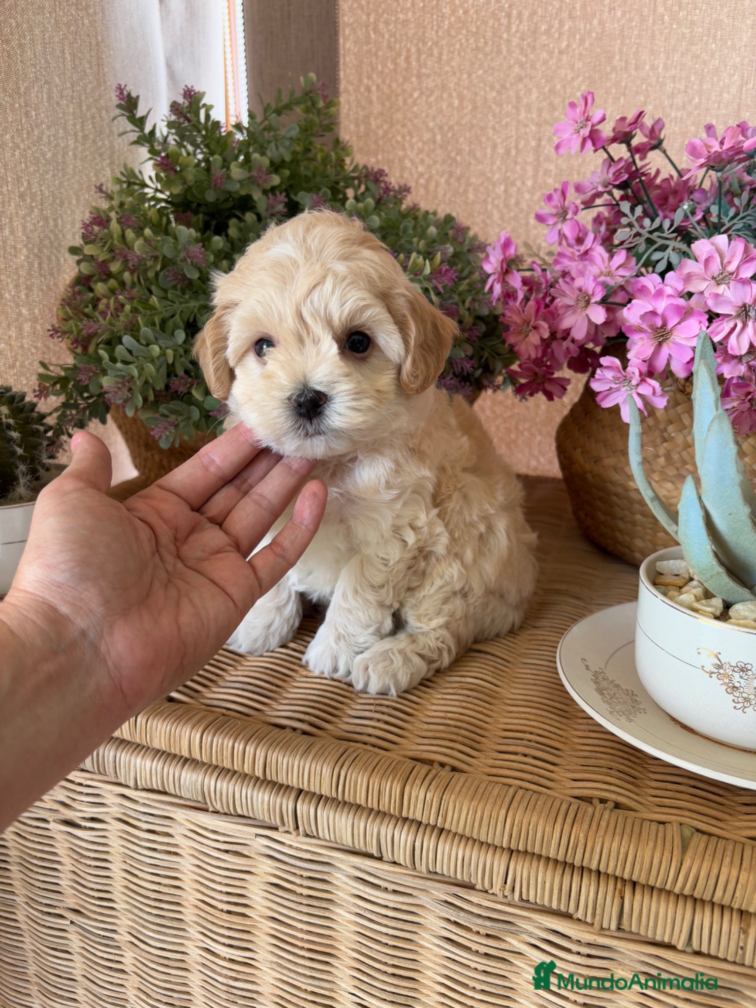 Maltipoo perros Maltipoo  - Anuncio 2