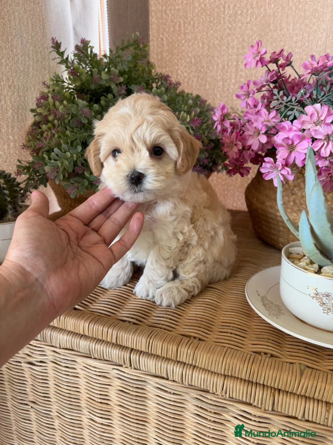 Maltipoo perros en venta: Maltipoo  - Anuncio 1